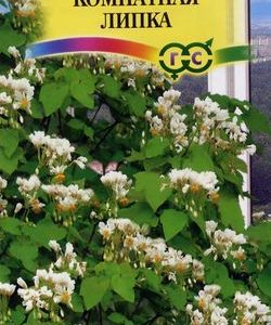 Спармания комнатная Липка* 3 шт.