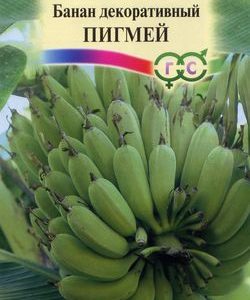 Банан декоративный Пигмей 3 шт.