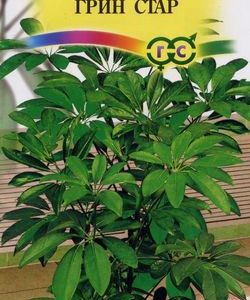 Шеффлера Грин Стар* 3 шт.