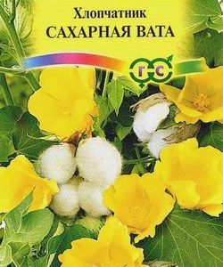 Хлопчатник Сахарная Вата 3 шт.