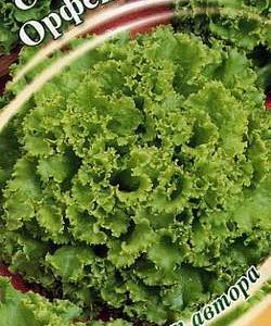 Салат Орфей 1,0 г хрустящий,зеленый автор.