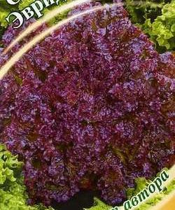 Салат Эвридика 1,0 г полукочанный,красный автор.