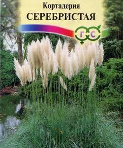 Кортадерия Серебристая (Пампасная трава)* 0,01 г