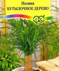 Нолина Бутылочное дерево* 3 шт.