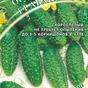Огурец Аванс F1 10 шт. корнишон! автор.