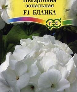 Пеларгония Бланка F1 зональная* 4 шт.