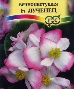 Бегония Лученец F1 вечноцв. гранул. 5 шт. пробирка Н9