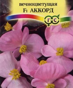 Бегония Аккорд F1 вечноцв. гранул. 5 шт. пробирка Н9