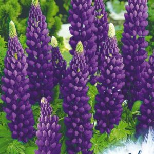 Люпин Фауст многолистный 0,5 г серия Устойчив к заморозкам !