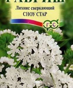 Лихнис сверкающий Сноу Стар* 0,1 г Н9