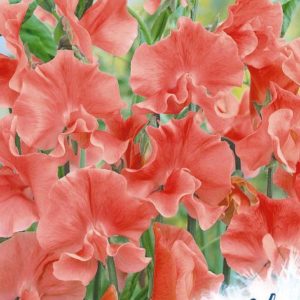 Душистый горошек Абрикосовый эльф 0,5 г серия Устойчив к заморозкам !