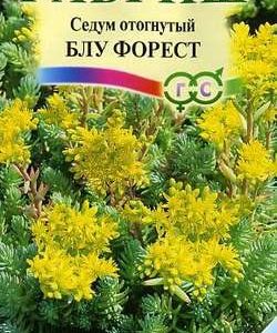 Седум Блу Форест отогнутый * 0,01 г сер. Альпийская горка