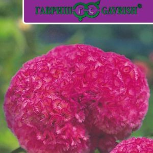 Целозия Курум розовая гребенчатая* 10 шт