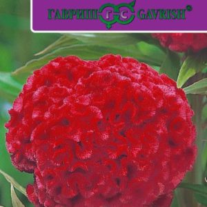 Целозия Курум красная гребенчатая* 10 шт