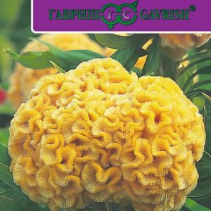 Целозия Курум желтая гребенчатая* 10 шт