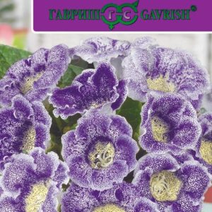 Глоксиния F1 АДМИРАЛ