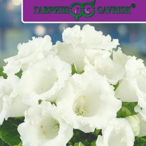 Глоксиния Императрица 5 шт