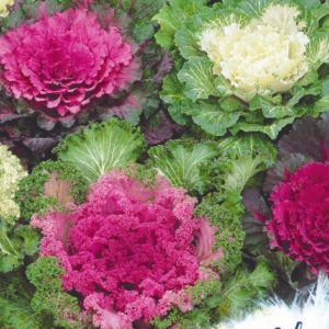 Капуста декоративная Морозные Узоры, смесь 0,1 г. серия Устойчив к заморозкам! Н18