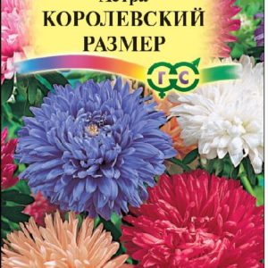 Астра Королевский размер, смесь 0,3 г Н12