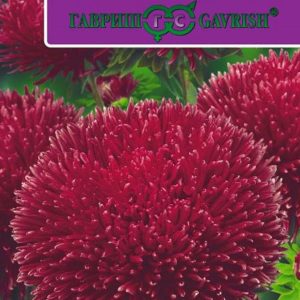 Астра Джувел Гранат* 0,1 г серия Эксклюзив Н11, игольчато-коготковая