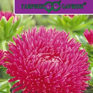 Астра Джувел Турмалин* 0,1 г серия Эксклюзив Н11, игольчато-коготковая