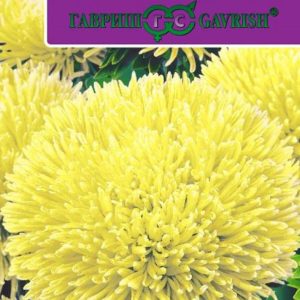 Астра Джувел Хелиодор* 0,1 г серия Эксклюзив Н14, игольчато-коготковая