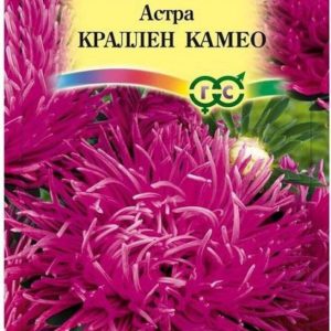 Астра Краллен Камео темно-роз. 0,3 г, коготковая