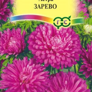 Астра Зарево 0,3 г,карликовая кармин