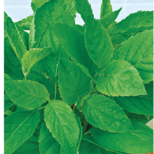 Базилик Гвоздичный 0,3 г