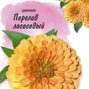 Цинния Перелив Лососевый 6 шт. Н17