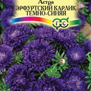 Астра Эрф. карлик, Темно-синяя 0,3 г