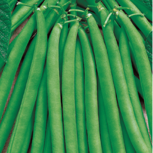 Фасоль Сакса Без Волокна 615 10 шт. сер. Традиция