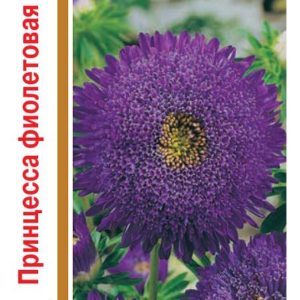 Астра Принцесса фиолетовая 0,5 г, серия 1+1 Н14