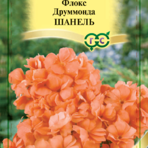 Флокс Шанель друммонди* 8шт. сер. Элитная клумба Н11