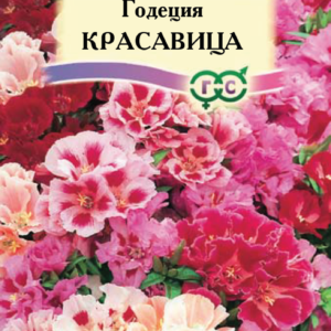 Годеция Красавица, махровая смесь 0,3 г