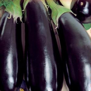 Баклажан Икорный 0,3 г серия Русский вкус Н10