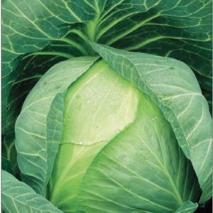 Капуста белокоч. СБ-3 F1 0,1 г для квашения