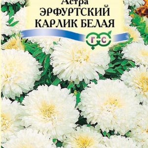 Астра Эрф. карлик Белая 0,3 г