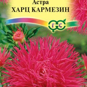 Астра Харц Кармезин 0,3 г, тонкоигольчая темно-красная