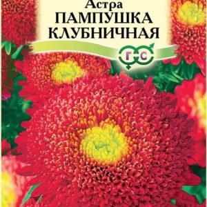 Астра Пампушка клубничная 0,3 г Н12