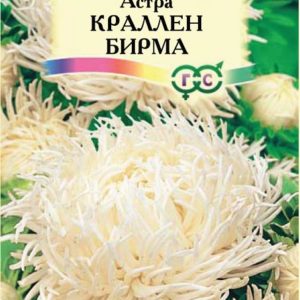 Астра Краллен Бирма кремово-белая 0,3 г, коготковая