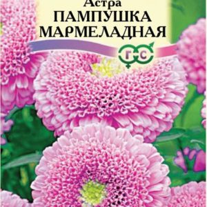 Астра Пампушка мармеладная 0,3 г Н12