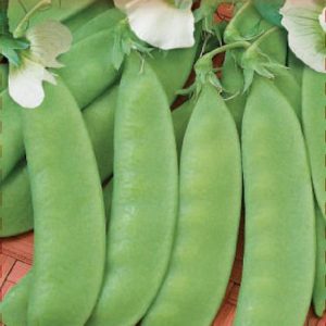 Горох Медовый стручок сахарный 10 г сер. Русский вкус