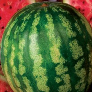 Арбуз Медовый 1,0 г серия Русский вкус Н10