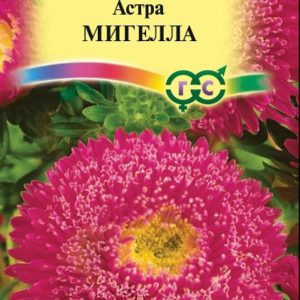 Астра Мигелла 0,3 г, принцесса темно-роз., Н9