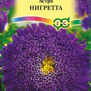 Астра Нигретта 0,3 г, принцесса темно-фиолет.