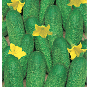 Огурец Изящный 0,5 г серия Огород без хлопот