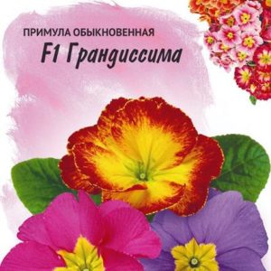 Примула Грандиссима смесь F1 5 шт. (Фарао) Н17