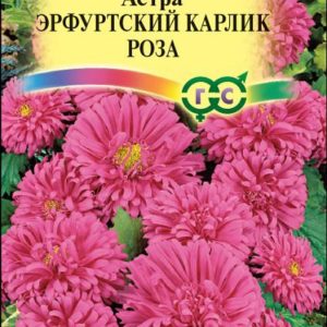 Астра Эрф. карлик Роза 0,3 г