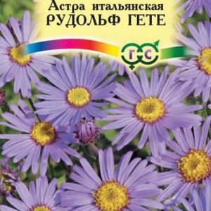 Астра мн. Рудольф Гете* 0,1 г